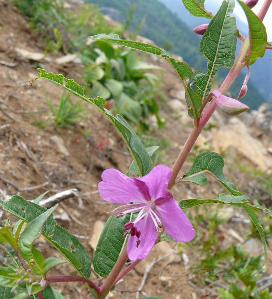 P1010319r.jpg - Flore de montagne