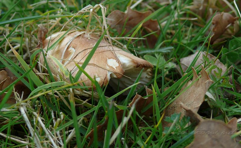 P1040538r.jpg - Un champignon inattendu caché dans l'herbe .