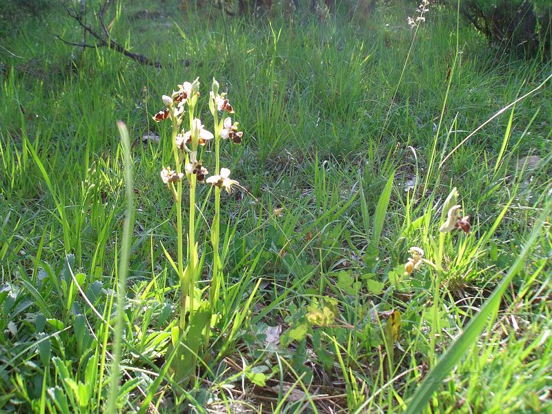 CIMG1070.JPG - Orchidées d'Ariège.