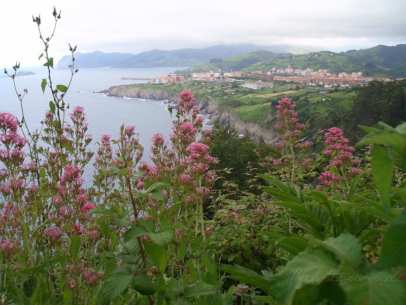 CIMG1141.JPG - Centrantus au Pays Basque Espagnol.