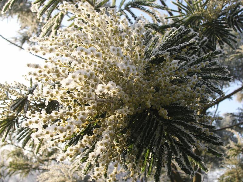 KIF_3260.JPG - Mimosa givré.