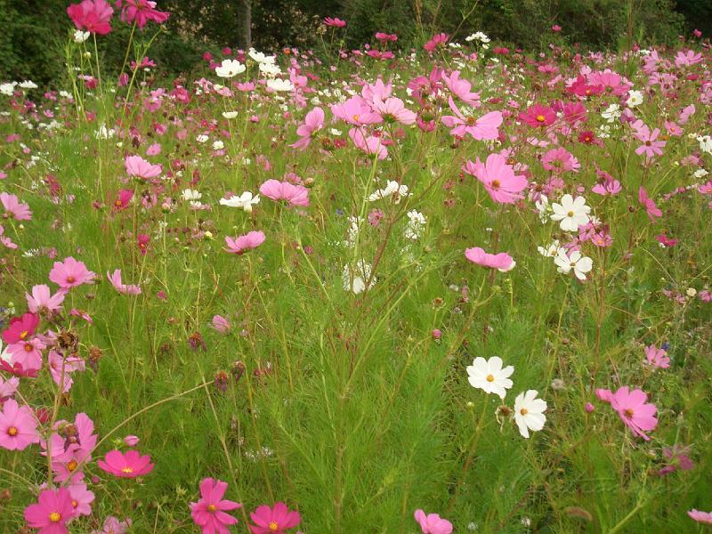 CIMG0116.JPG - Les Cosmos de St Lary dans le Gers