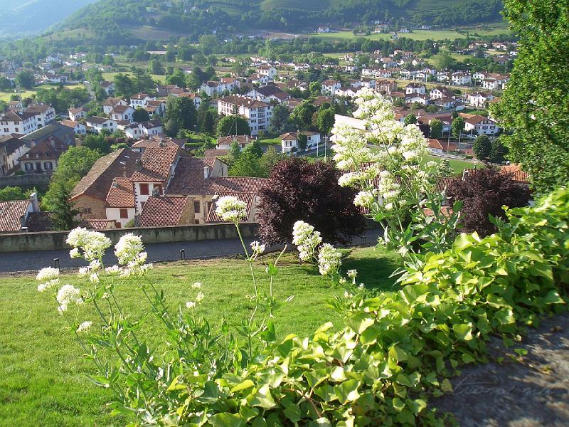 CIMG1224.JPG - Centranthus blancs à St Jean Pied de Port